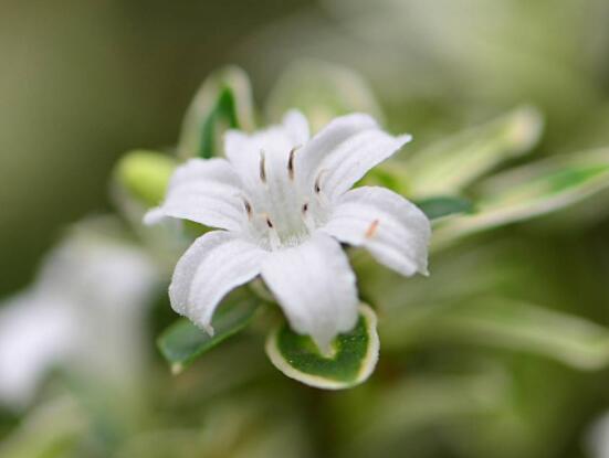 六月雪哪個(gè)品種最貴，屬金邊六月雪當(dāng)之無(wú)愧