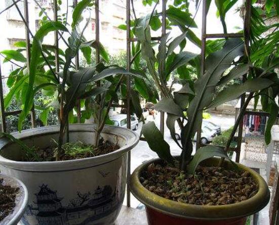 曇花扦插方法圖解，擇兩年生20-30厘米插蕙、扦插土壤深度1/3