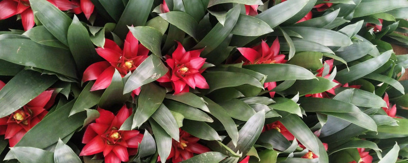 鴻運(yùn)當(dāng)頭可以插活嗎