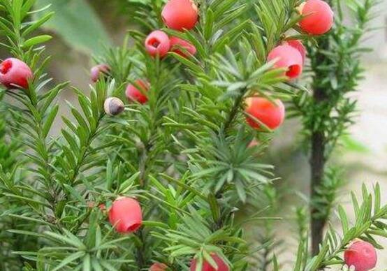 紅豆杉能在室內(nèi)養(yǎng)嗎，美化家居環(huán)境、凈化空氣