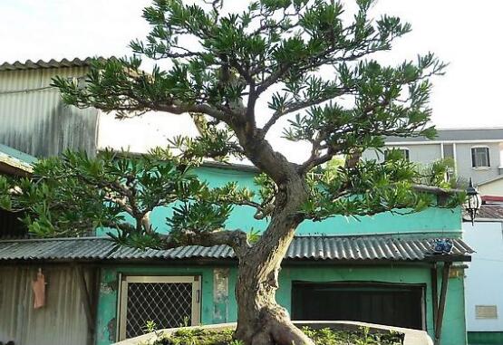 羅漢松怎么修剪，羅漢松修剪方法