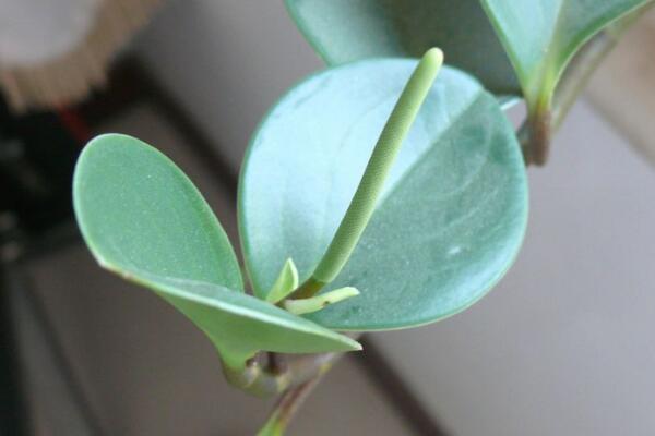 碧玉花開花嗎，每年開花兩次