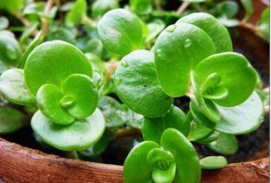 小碧玉怎么養(yǎng)，教你七種簡單易學(xué)基本方法