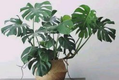 龜背竹繁殖方法圖解，扦插繁殖是最好的選擇