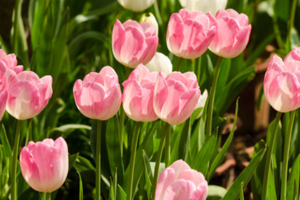 郁金香不經(jīng)過冷凍能發(fā)芽嗎