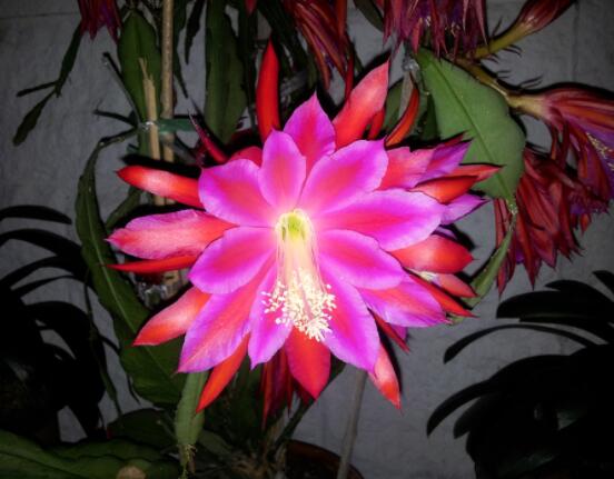 曇花的種植方法，教你最簡(jiǎn)單五個(gè)步驟(存活率高)