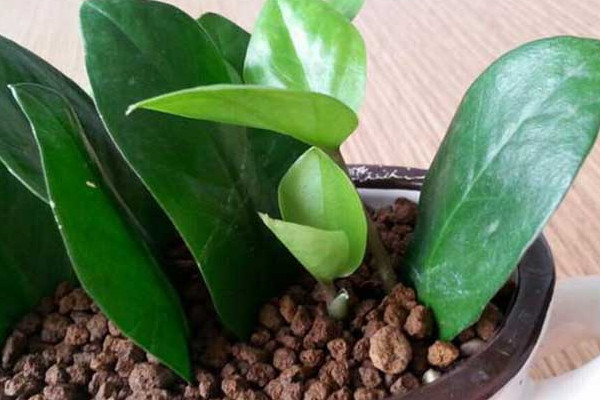 金錢樹(shù)秋天可以仟播嗎