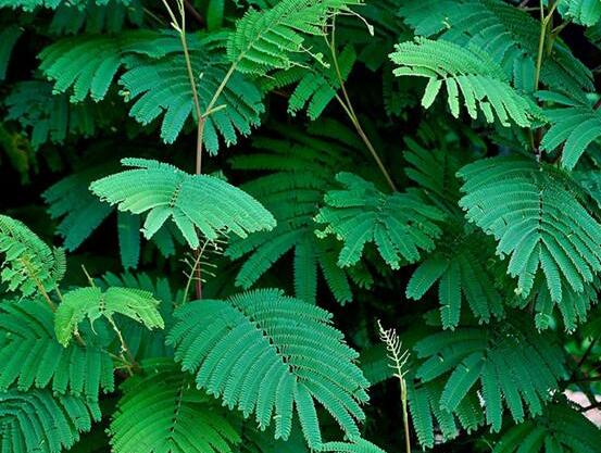 含羞草怎么養(yǎng)活，做好五個要點(diǎn)存活率百分百