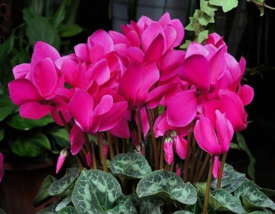 仙客來(lái)休眠多長(zhǎng)時(shí)間，不同環(huán)境不同休眠期(夏季)