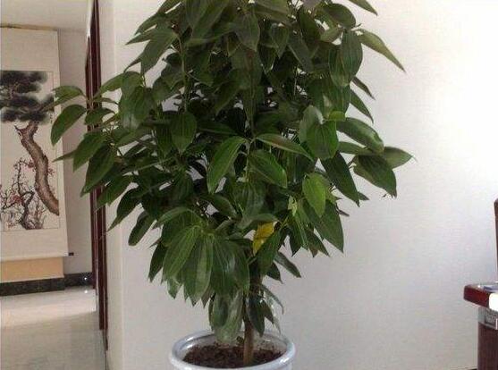 平安樹圖片，平安樹開(kāi)花圖片