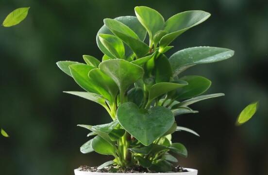 碧玉剪一小段能水培嗎，做好這簡(jiǎn)單四步可水培爆盆