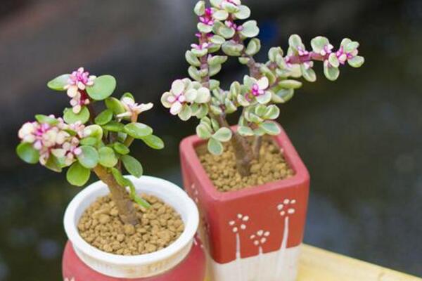 雅樂之舞好養(yǎng)殖嗎，5步教你養(yǎng)好雅樂之舞