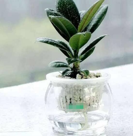 橡皮樹泡水幾天生根，最快半個月時間生長出根