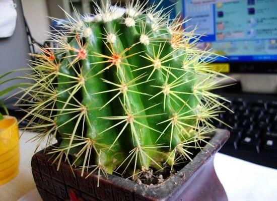 仙人球用什么土養(yǎng)好，兩份壤土兩份腐葉土三份粗沙進(jìn)行配置