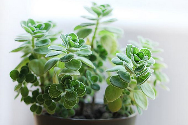 碰碰香不長(zhǎng)了怎么回事