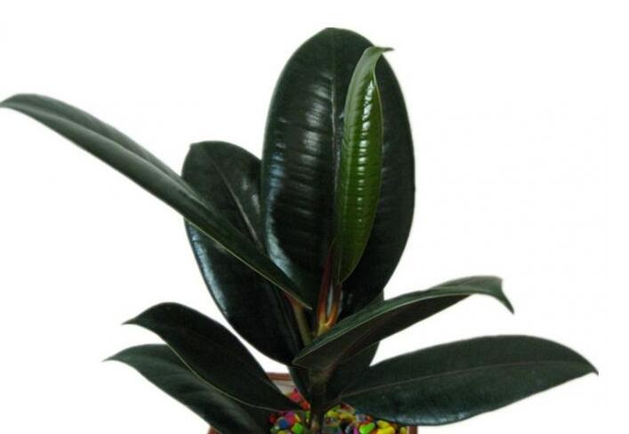 橡皮樹適合在室內(nèi)養(yǎng)嗎，適合/天然的綠色吸塵器