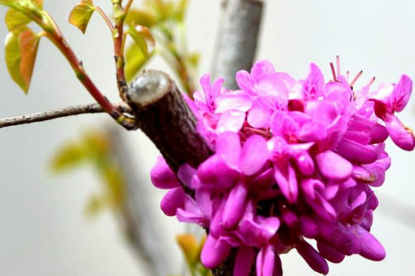 紫荊花一年開(kāi)幾次