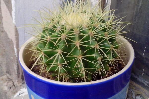 仙人球澆水方法，不同的季節(jié)植株對水分的需求不同