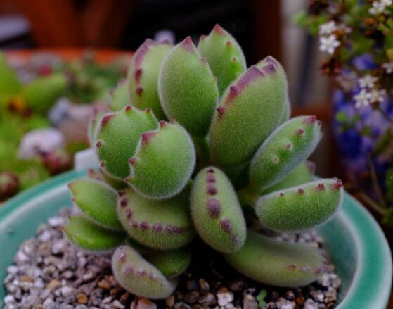 熊童子有毒嗎，無毒/驅(qū)除蚊蟲、美化環(huán)境