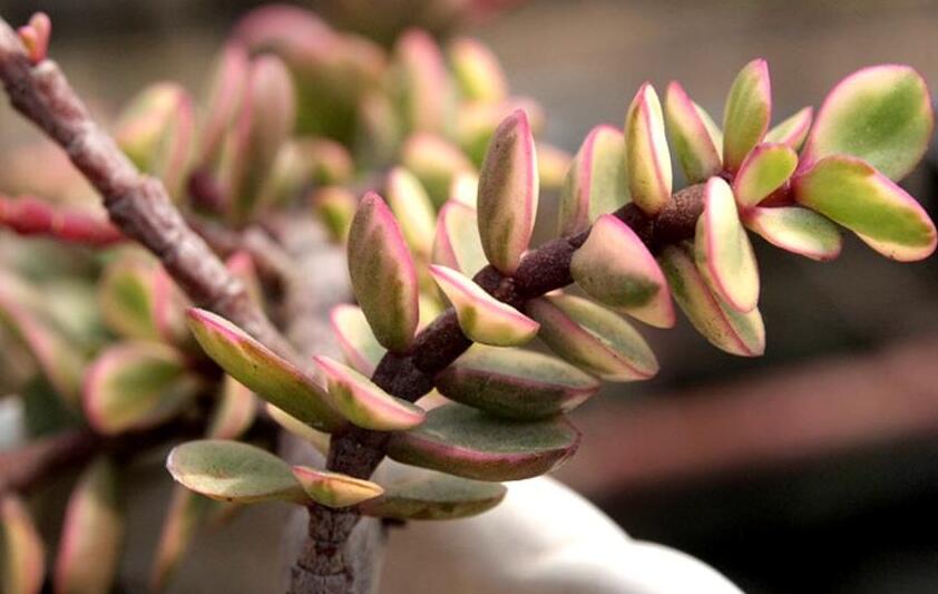 雅樂(lè)之舞的花語(yǔ)，代表著沉默的愛(ài)和光明