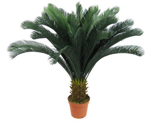 鐵樹有哪些病蟲害，鐵樹病蟲害防治