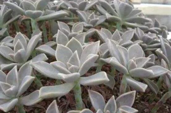 寶石花怎么養(yǎng)，老農(nóng)總結(jié)六大基本養(yǎng)殖方法