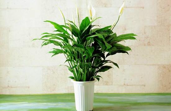 盆栽一帆風(fēng)順怎么養(yǎng)，教你八個(gè)方法便可爆盆