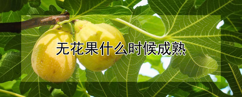 無花果什么時候成熟