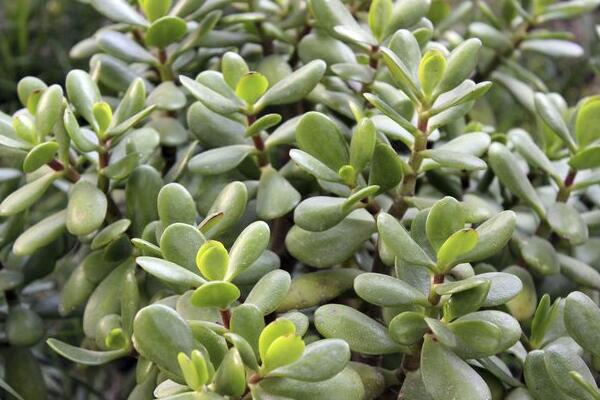 玉樹怎么養(yǎng)護(hù)，玉樹的四季養(yǎng)護(hù)方法