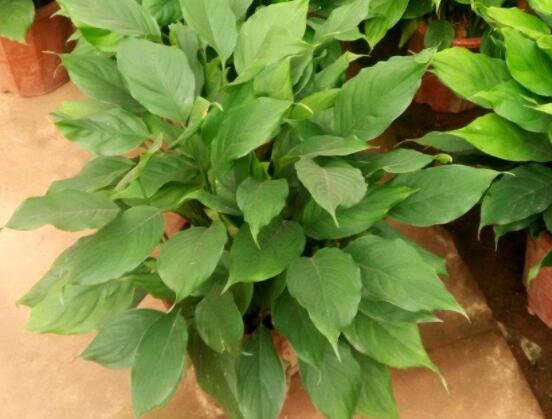 欣賞好看的萬年青圖片，枝葉青翠、紅如珊瑚、艷似瑪瑙