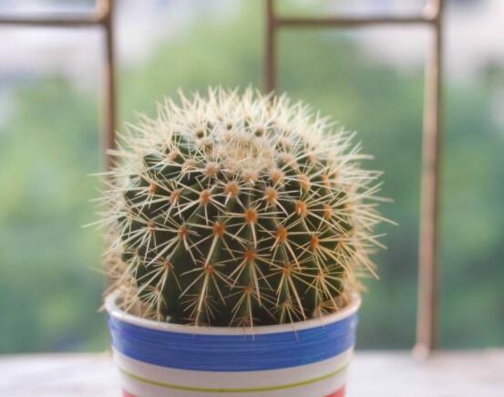 小仙人球的養(yǎng)殖方法和注意事項，老農(nóng)詳解七大最有效養(yǎng)殖方法