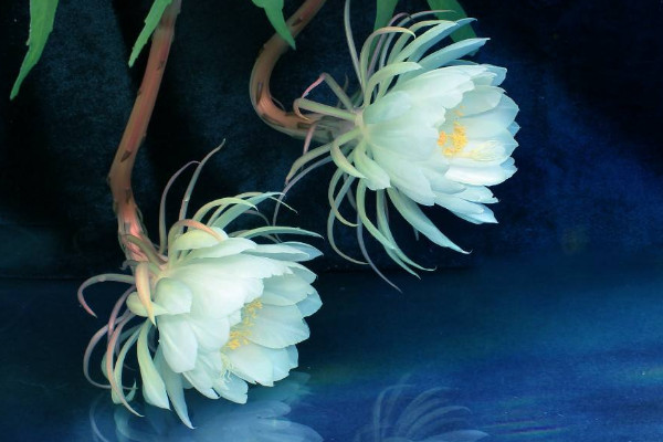 曇花為什么只長(zhǎng)葉子