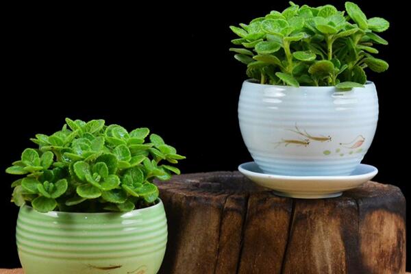 碰碰香能泡茶嗎，碰碰香泡茶作用非常明顯