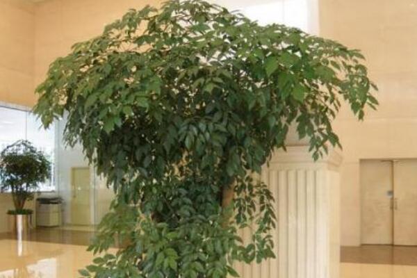 幸福樹冬季的養(yǎng)殖方法和注意事項