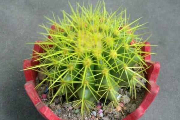 仙人球怎么扦插繁殖，4步即可完成仙人球的扦插