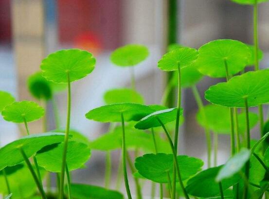 銅錢草和鏡面草的區(qū)別，外觀/生長環(huán)境/價(jià)值三種區(qū)別方法