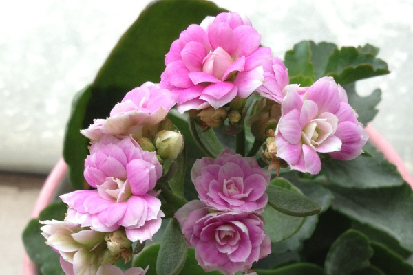 長壽花夏天空調(diào)室內(nèi)怎么養(yǎng)