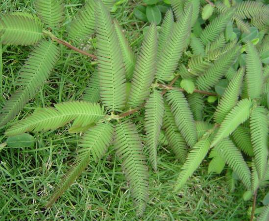 含羞草為什么會(huì)閉合，講述最科學(xué)的合理解釋(葉枕水分感應(yīng))