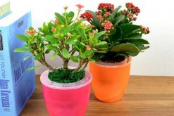 虎刺梅幾天澆一次水，四季澆水頻率各不相同