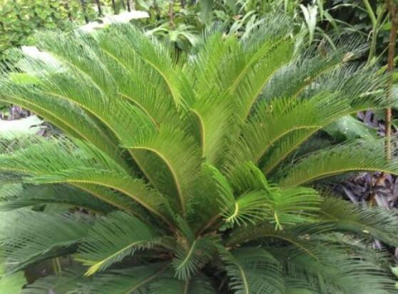 養(yǎng)鐵樹(shù)有什么忌諱，沖擊財(cái)運(yùn)與福運(yùn)/戀愛(ài)結(jié)婚難