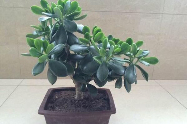 燕子掌會開花嗎，可以開花但是開花難度較高