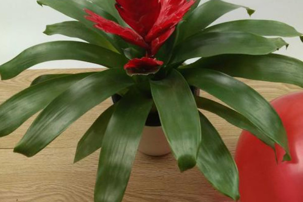 鴻運(yùn)當(dāng)頭小苗幾年開(kāi)花