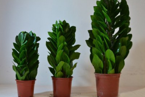 金錢樹(shù)秋天可以仟播嗎