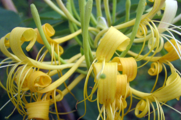 金銀花會結(jié)果嗎