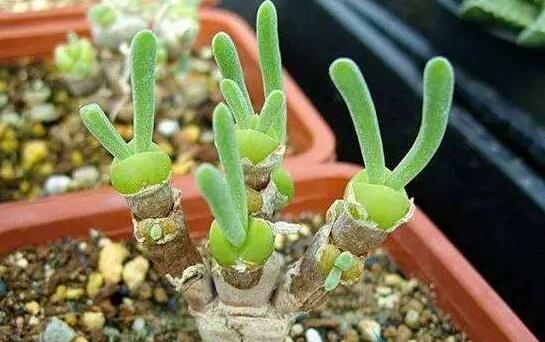 碧光環(huán)用什么土種，透氣透水土壤是必要種植條件