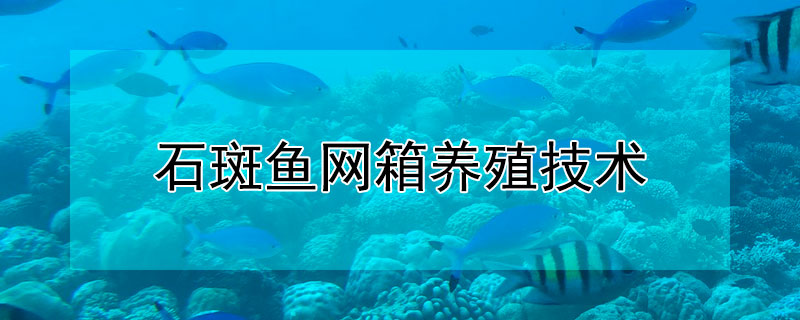 石斑魚網(wǎng)箱養(yǎng)殖技術(shù)