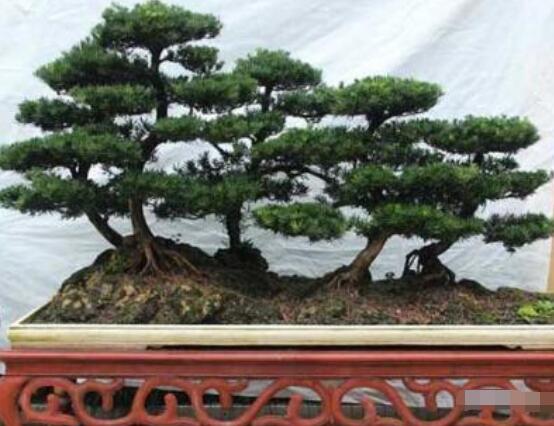 羅漢松造型最佳時間，每年7-8月份最好(生長旺盛期)