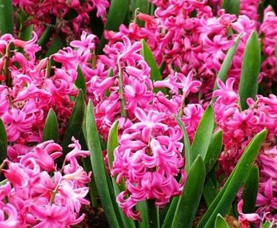 風信子葉子太長立不住是怎么回事，教你常見三種原因以及解決方法