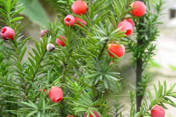 曼地亞紅豆杉和南方紅豆杉的區(qū)別，前者含醇量更高