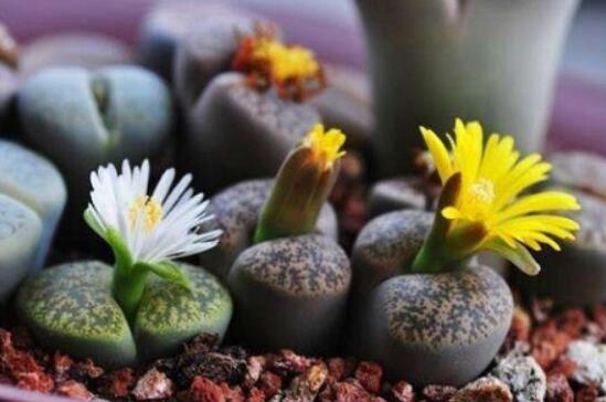 生石花怎么養(yǎng)長(zhǎng)得快，老農(nóng)總結(jié)五個(gè)快速生長(zhǎng)好方法